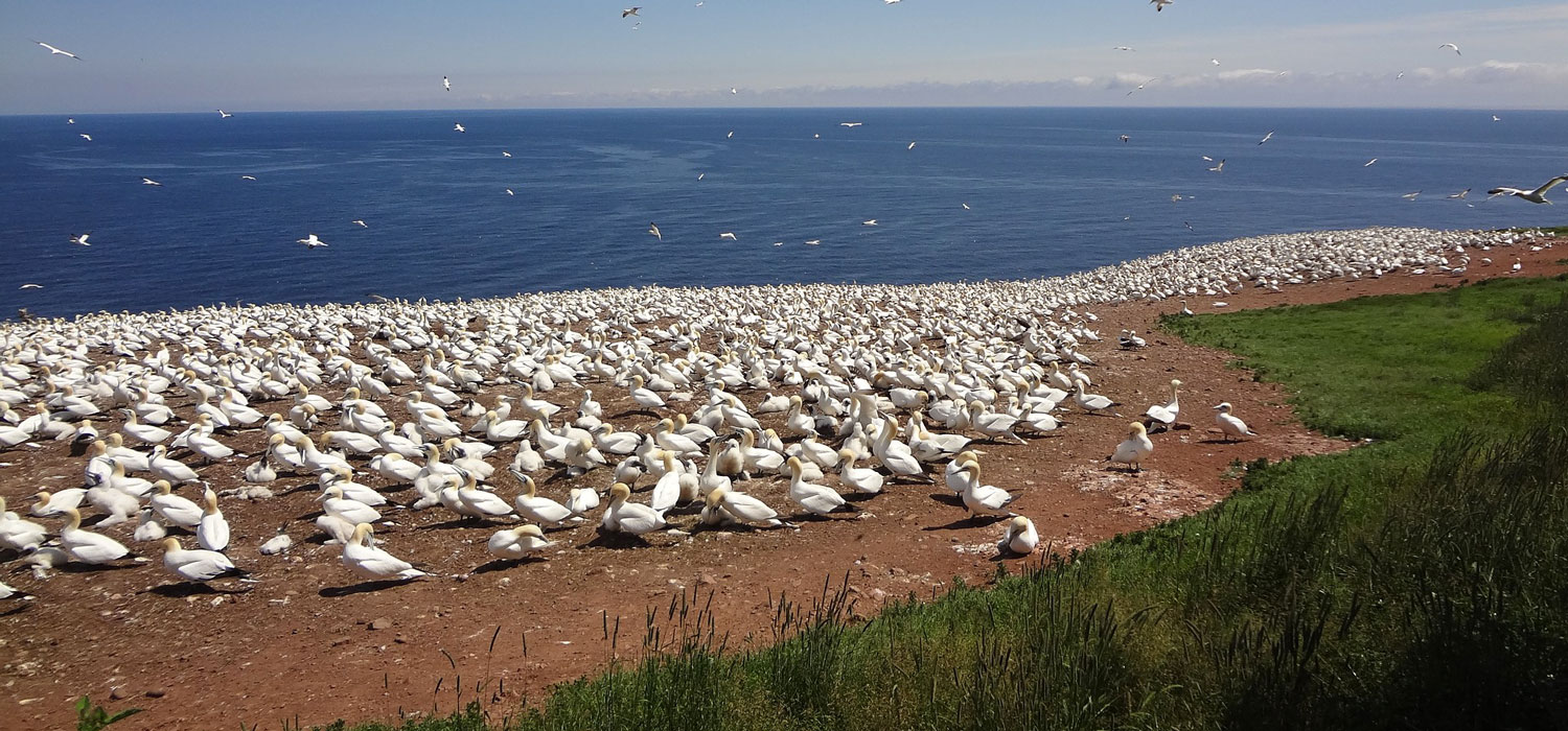 La biodiversité et l&rsquo;impact du changement climatique